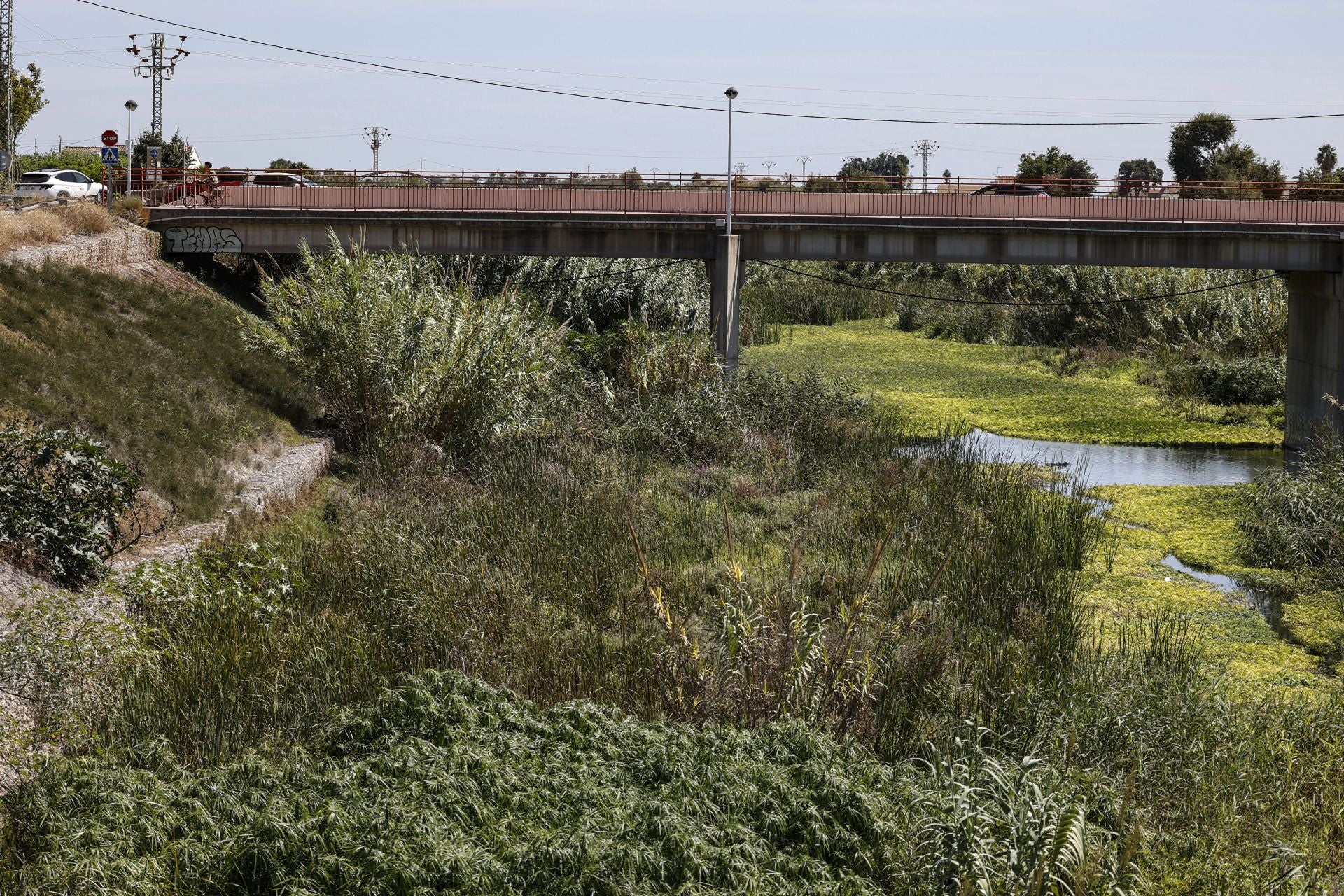 FOTOS | El cauce del Carraixet, repleto de vegetación