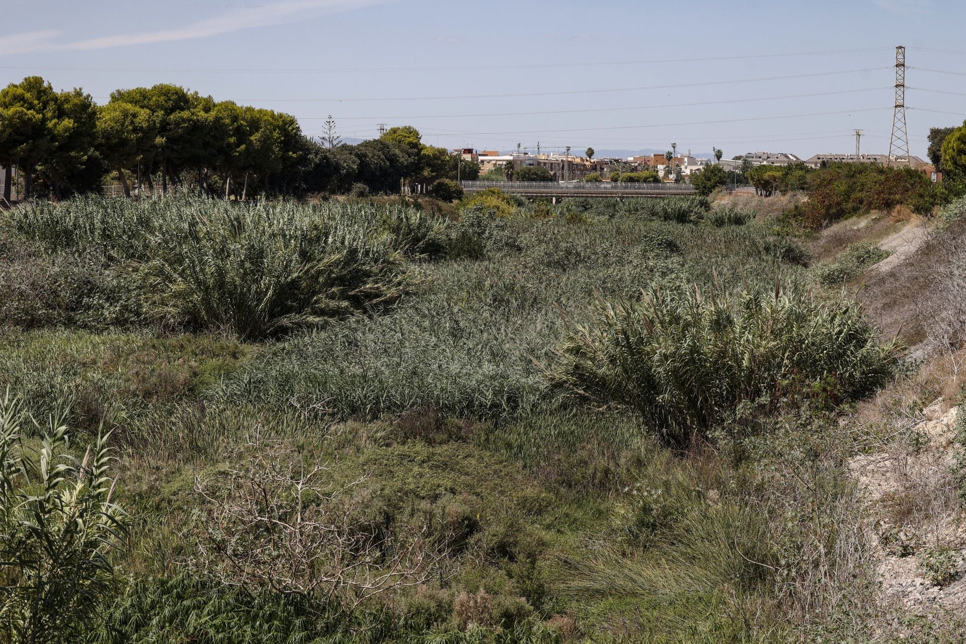 FOTOS | El cauce del Carraixet, repleto de vegetación