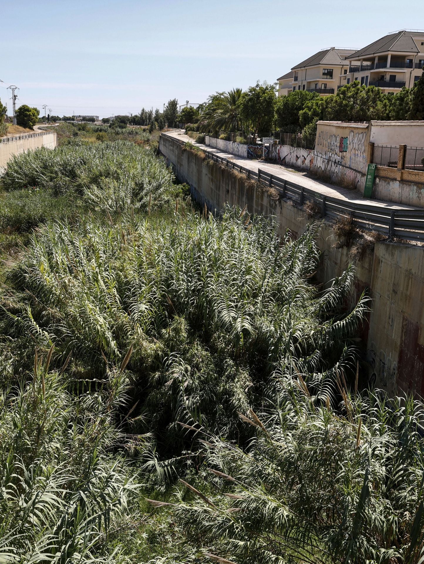 FOTOS | El cauce del Carraixet, repleto de vegetación