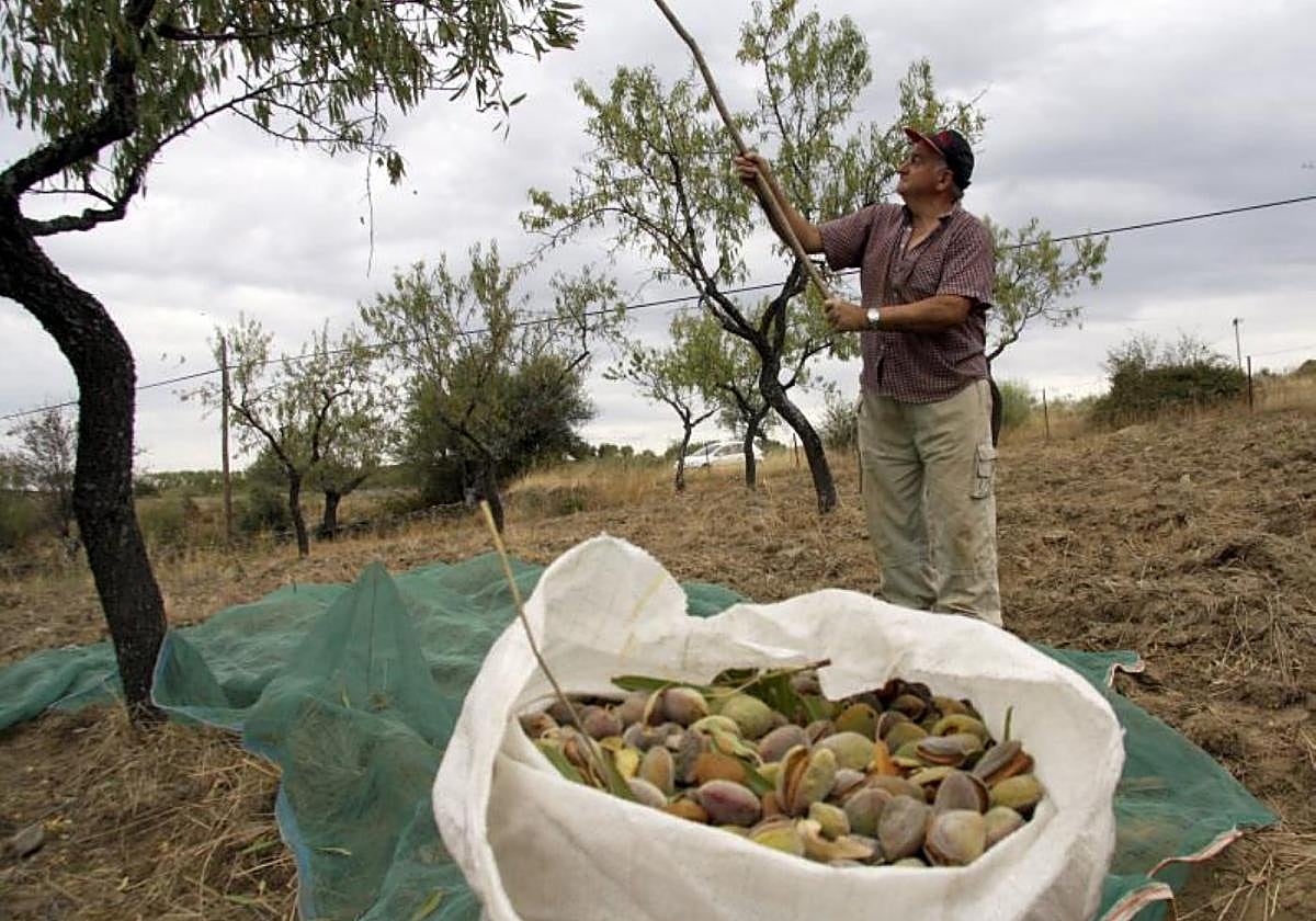 Cosecha. Un agricultor recolecta almendras de forma artesanal, haciéndolas caer con una vara, para recogerlas después de la malla sobre el suelo.