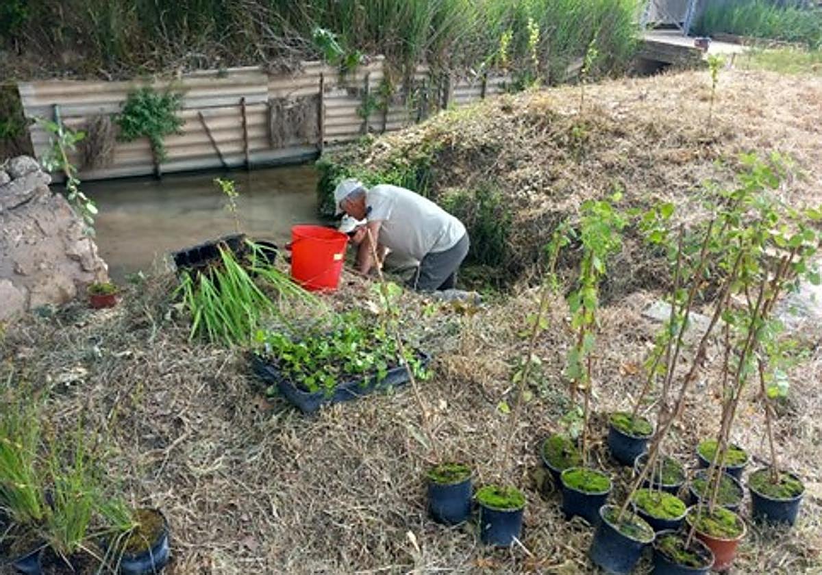 Trabajo de plantación en Albalat.