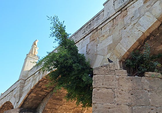 Maleza que ha crecido en el puente de San José, en Valencia.