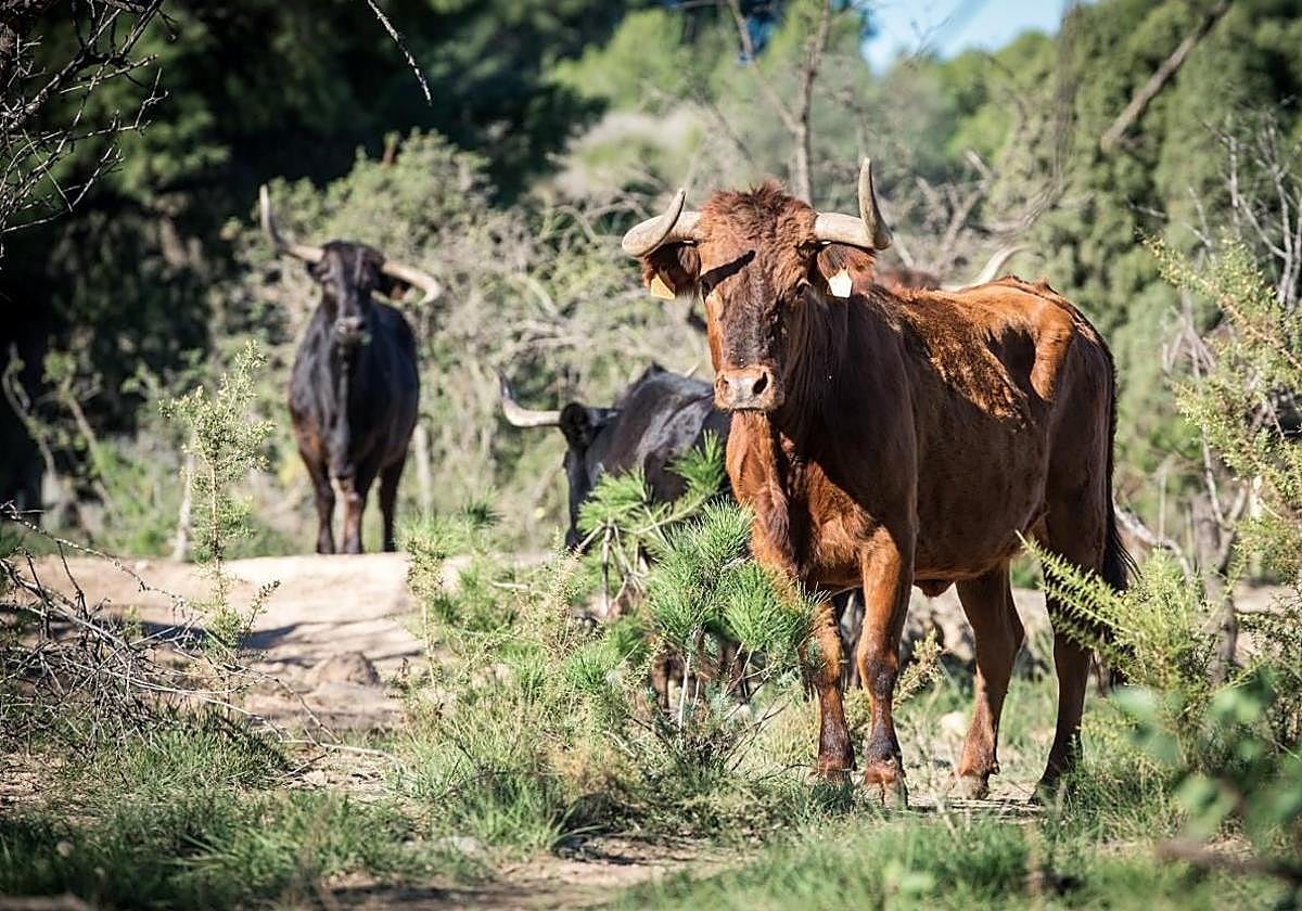 Vacas en una imagen de archivo.