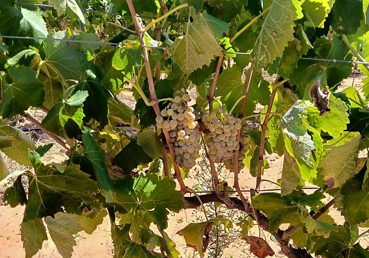 Vides afectadas por el pedrisco.