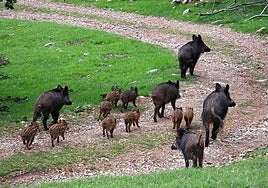 Unos jabalíes pasando por un campo.