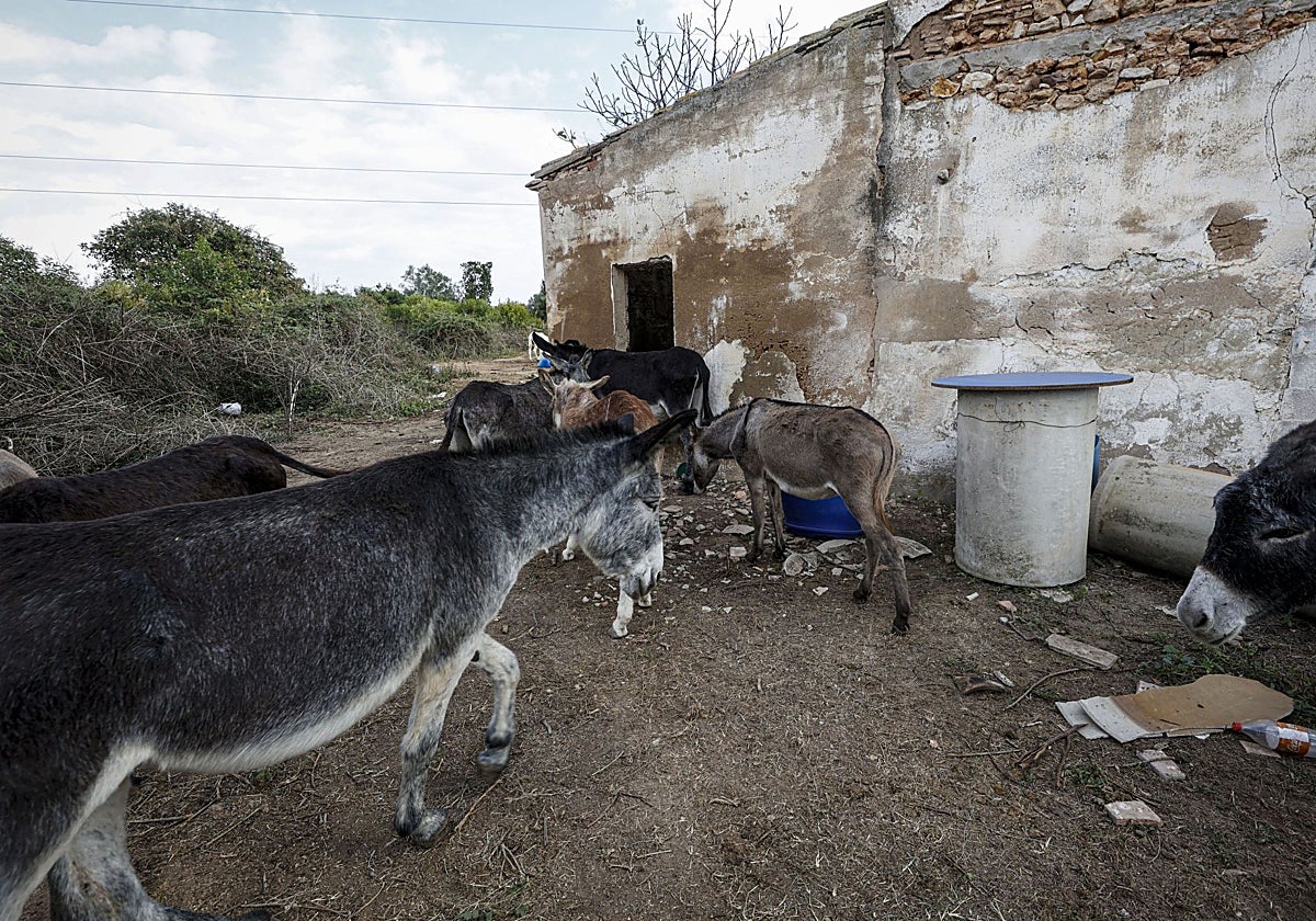 Burros del ganadero acusados que fueron al Desert.