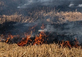Agricultores queman paja del arroz en el parque.