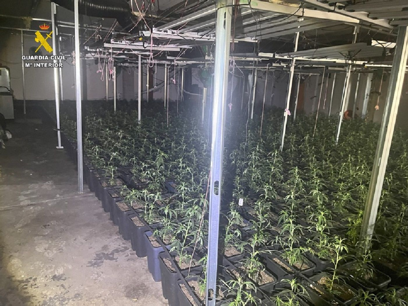 Las plantas de marihuana que se cultivaban dentro de la nave.