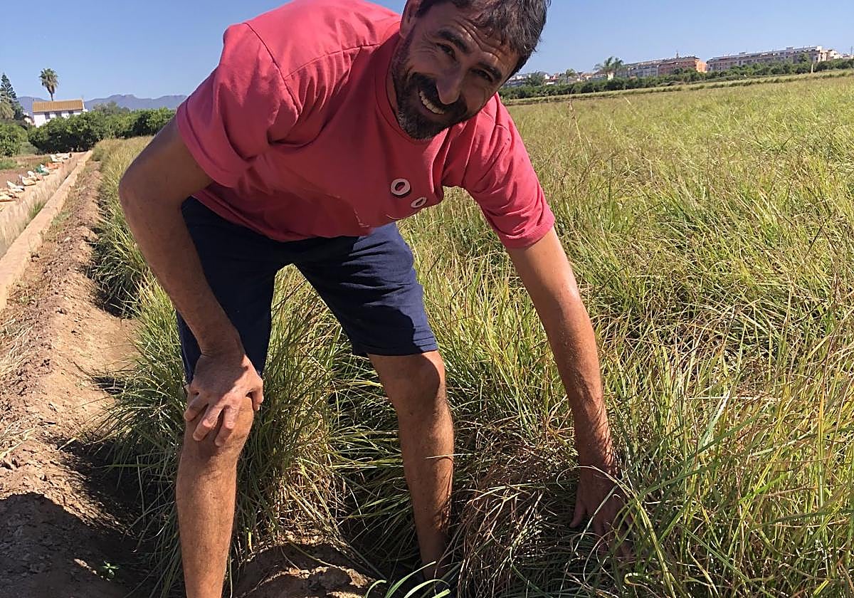 Quico Espinosa, presidente de la DO Chufas de Valencia, muestra algunas matas de 'juncia africana' en un campo suyo de chufas en cultivo ecológico en Carpesa.