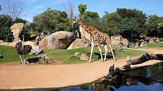 Jirafas y avestruces en la sabana de BIOPARC Valencia