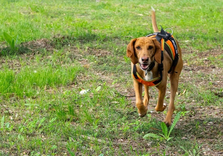 La Unidad Canina de los Bomberos de Valencia localiza en Pinedo a una vecina desaparecida