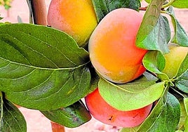 Ramo de caquis Oreto en un campo de L'Alcúdia.