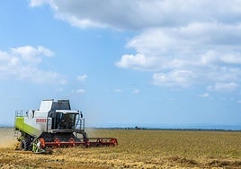 FOTOS | La cosecha del arroz en la Albufera