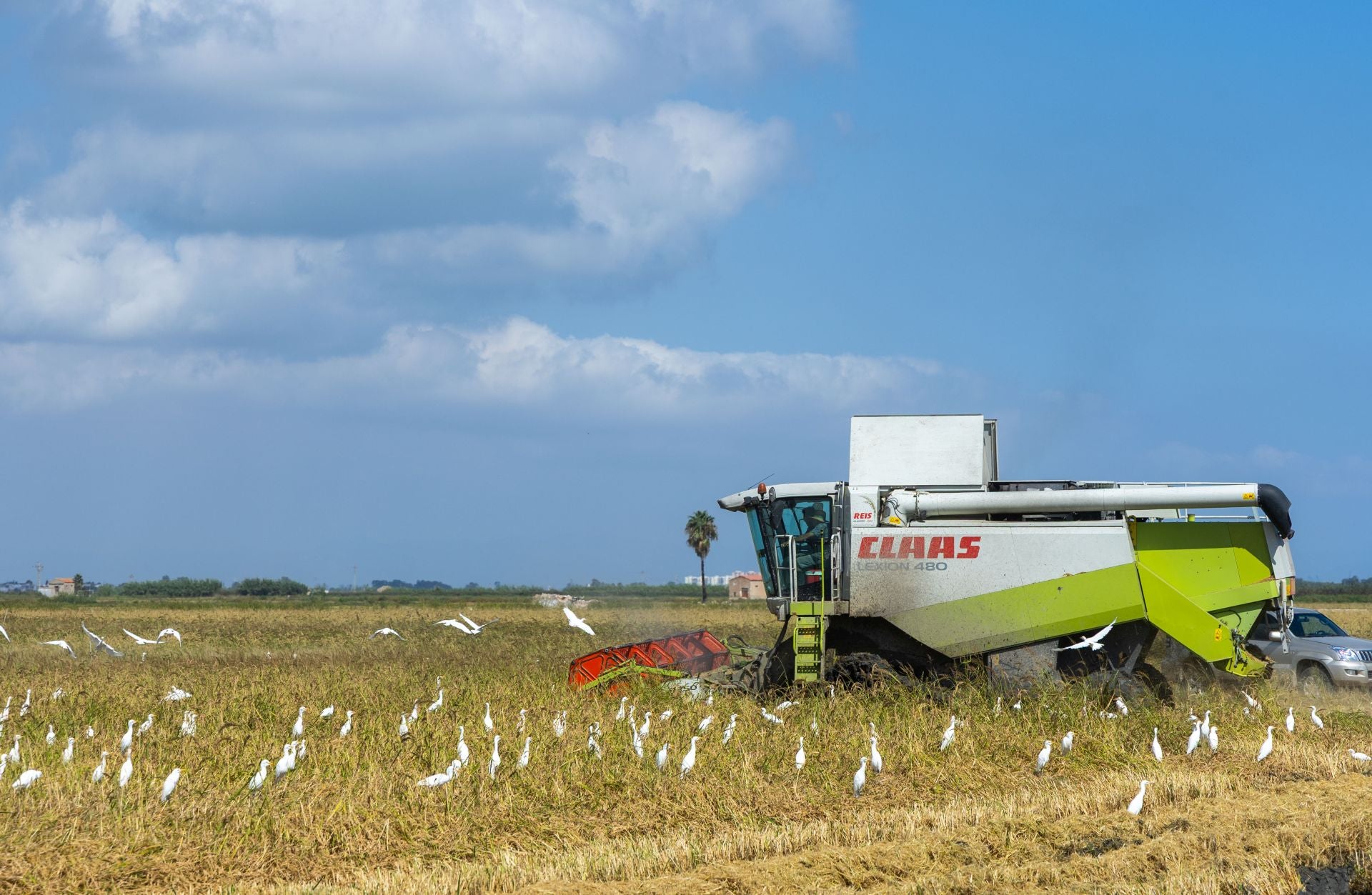 FOTOS | La cosecha del arroz en la Albufera