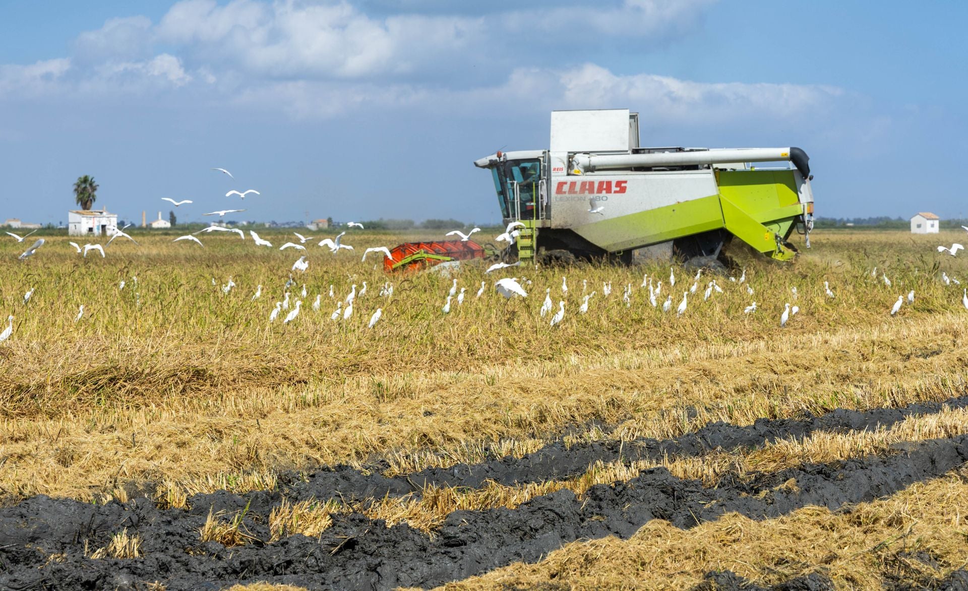 FOTOS | La cosecha del arroz en la Albufera