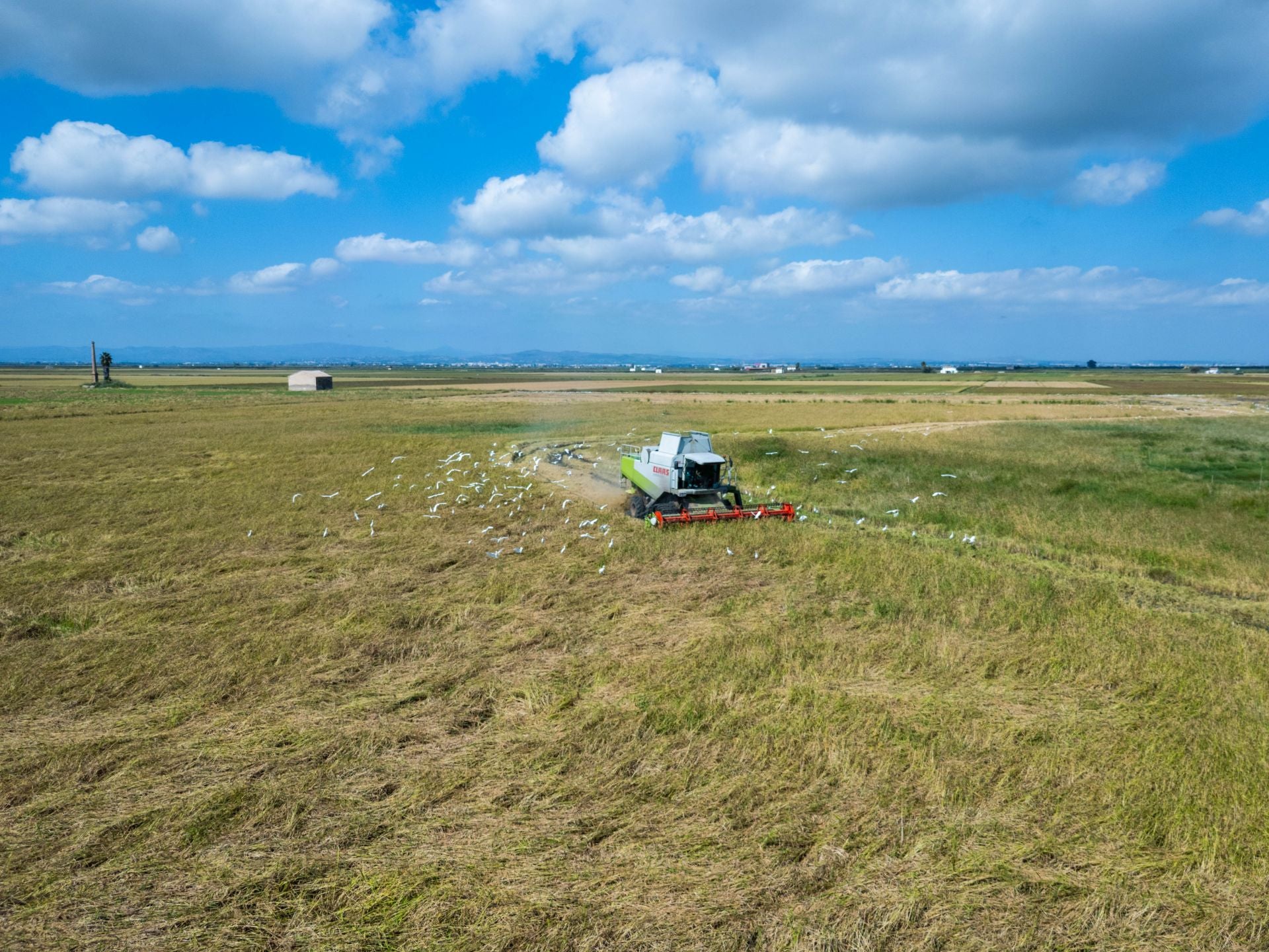 FOTOS | La cosecha del arroz en la Albufera