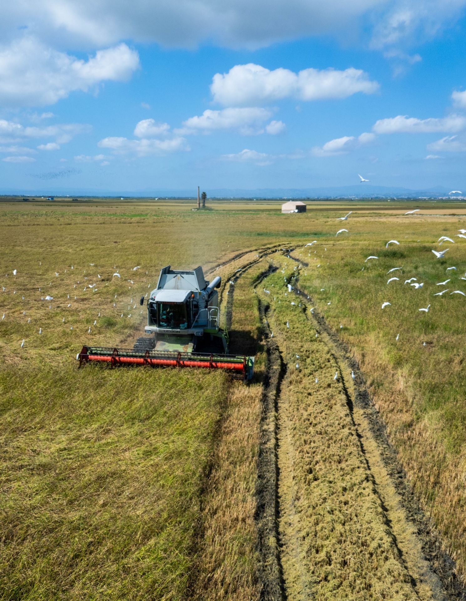 FOTOS | La cosecha del arroz en la Albufera