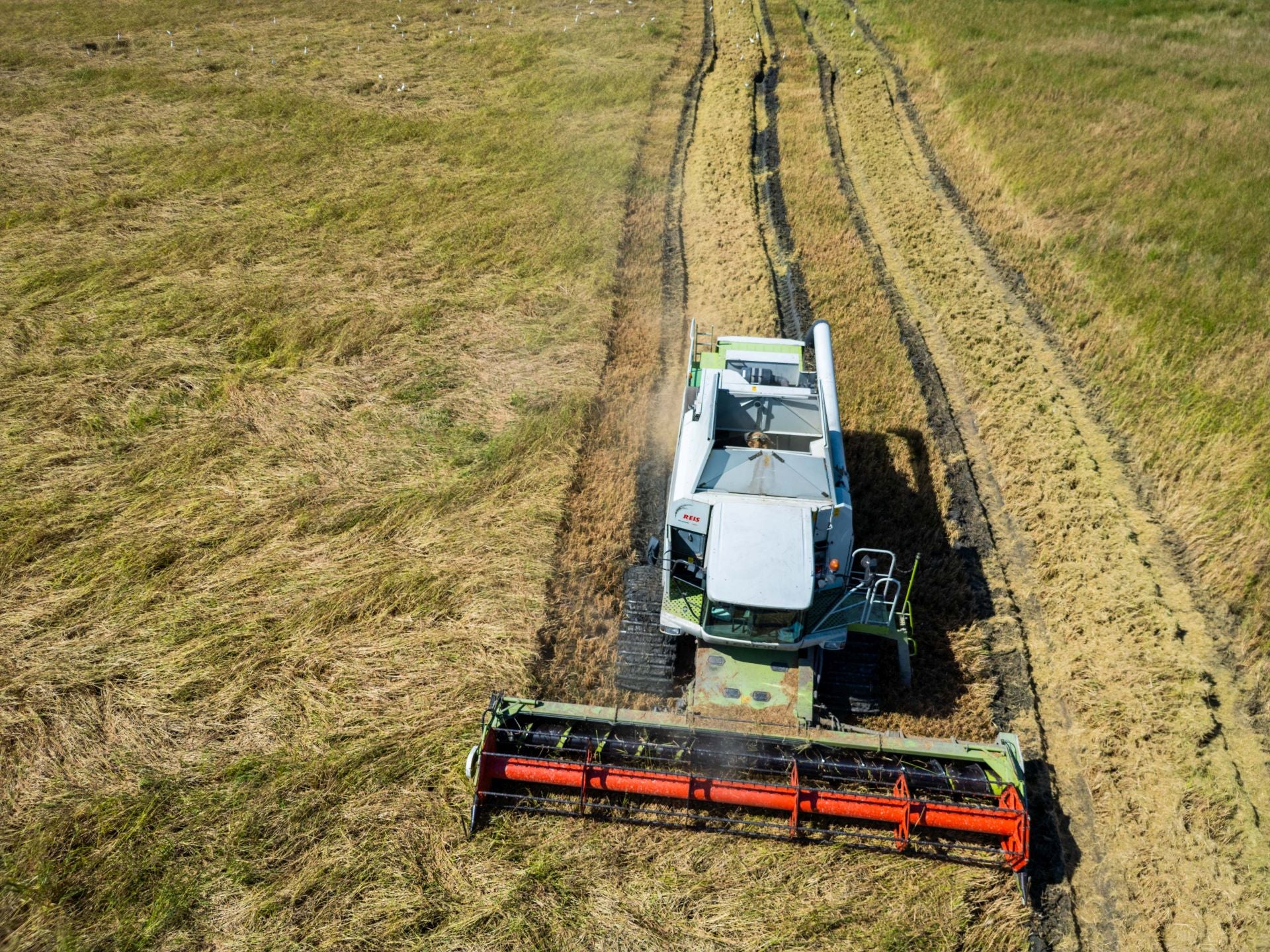 FOTOS | La cosecha del arroz en la Albufera