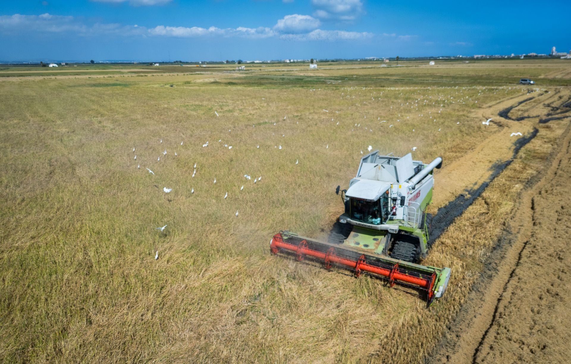 FOTOS | La cosecha del arroz en la Albufera