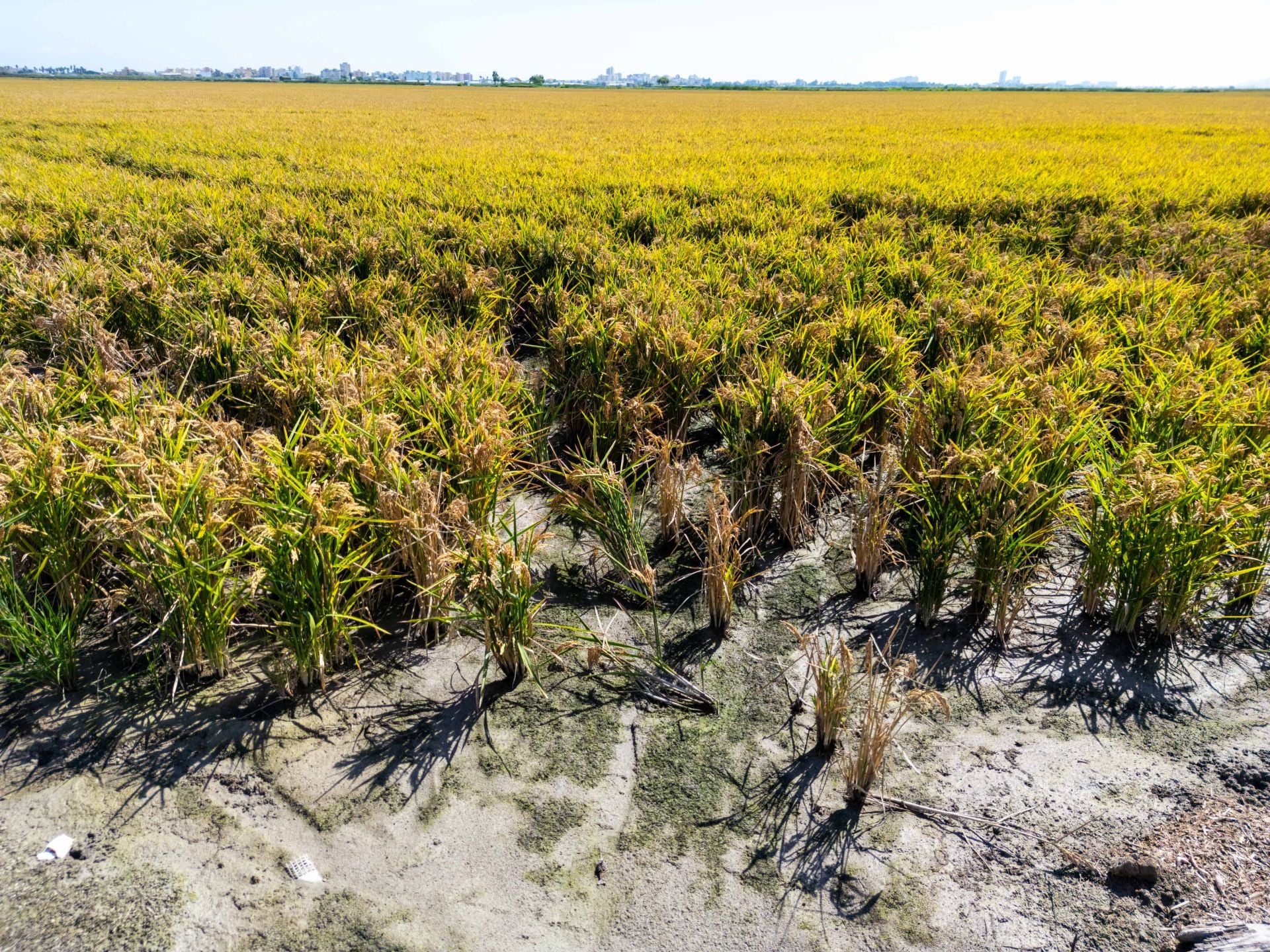 FOTOS | La cosecha del arroz en la Albufera
