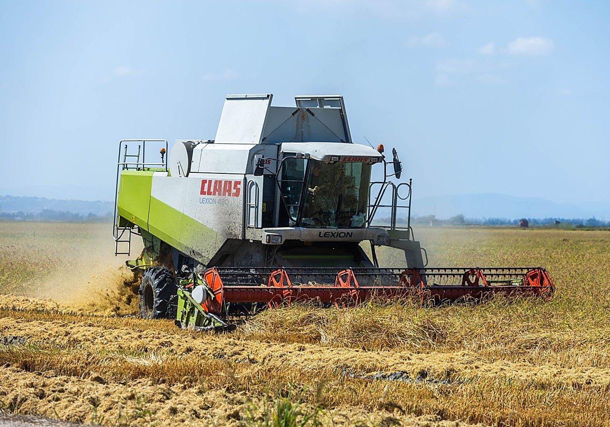 Una cosechadora en un campo de arroz.