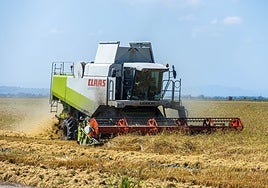 Una cosechadora en un campo de arroz.