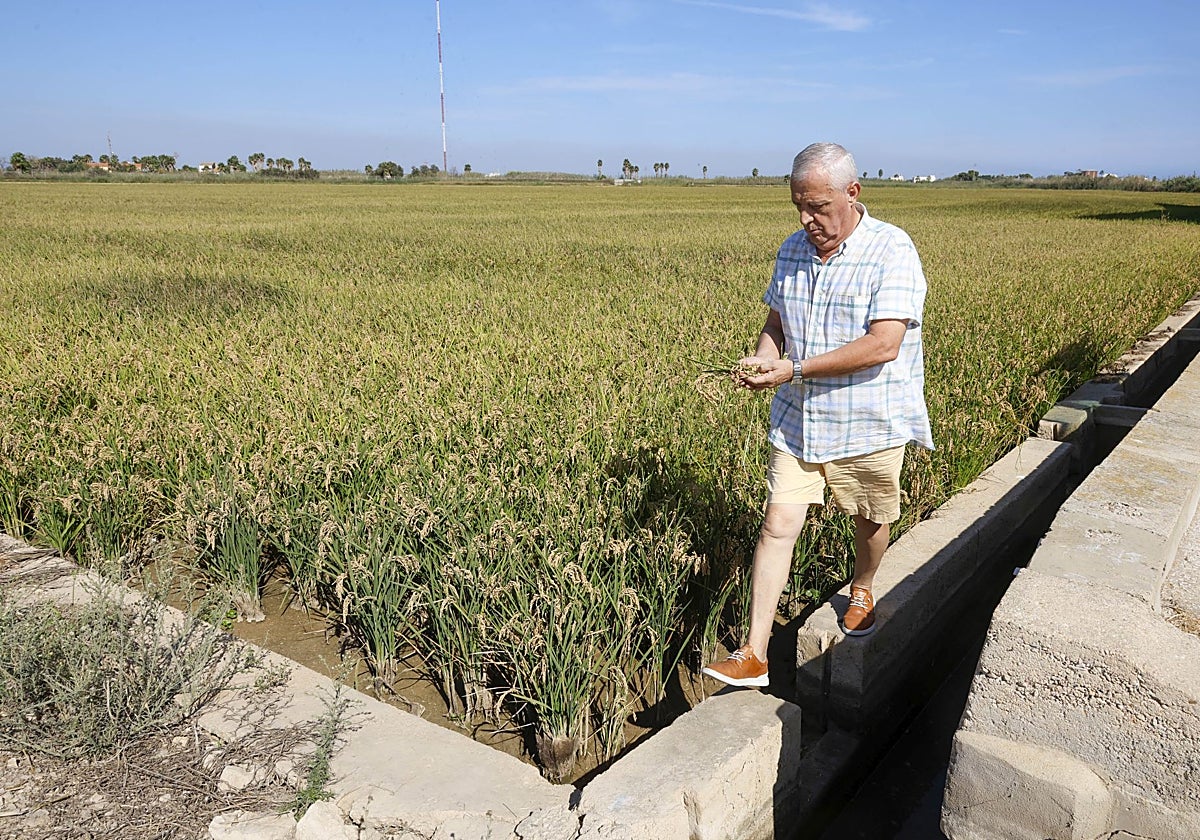 Vicente Aleixandre en un campo de arroz de El Palmar.