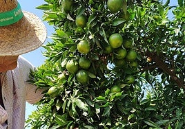 Agricultor en un campo de cítricos.