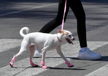 ¿Puede prohibirte la comunidad de vecinos tener un perro o un gato?