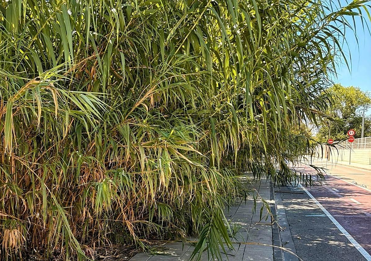 Estado de la calle colindante al instituto la Murta en Alzira.