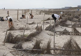 Los voluntarios recogen plásticos próximos a las dunas de la Devesa.