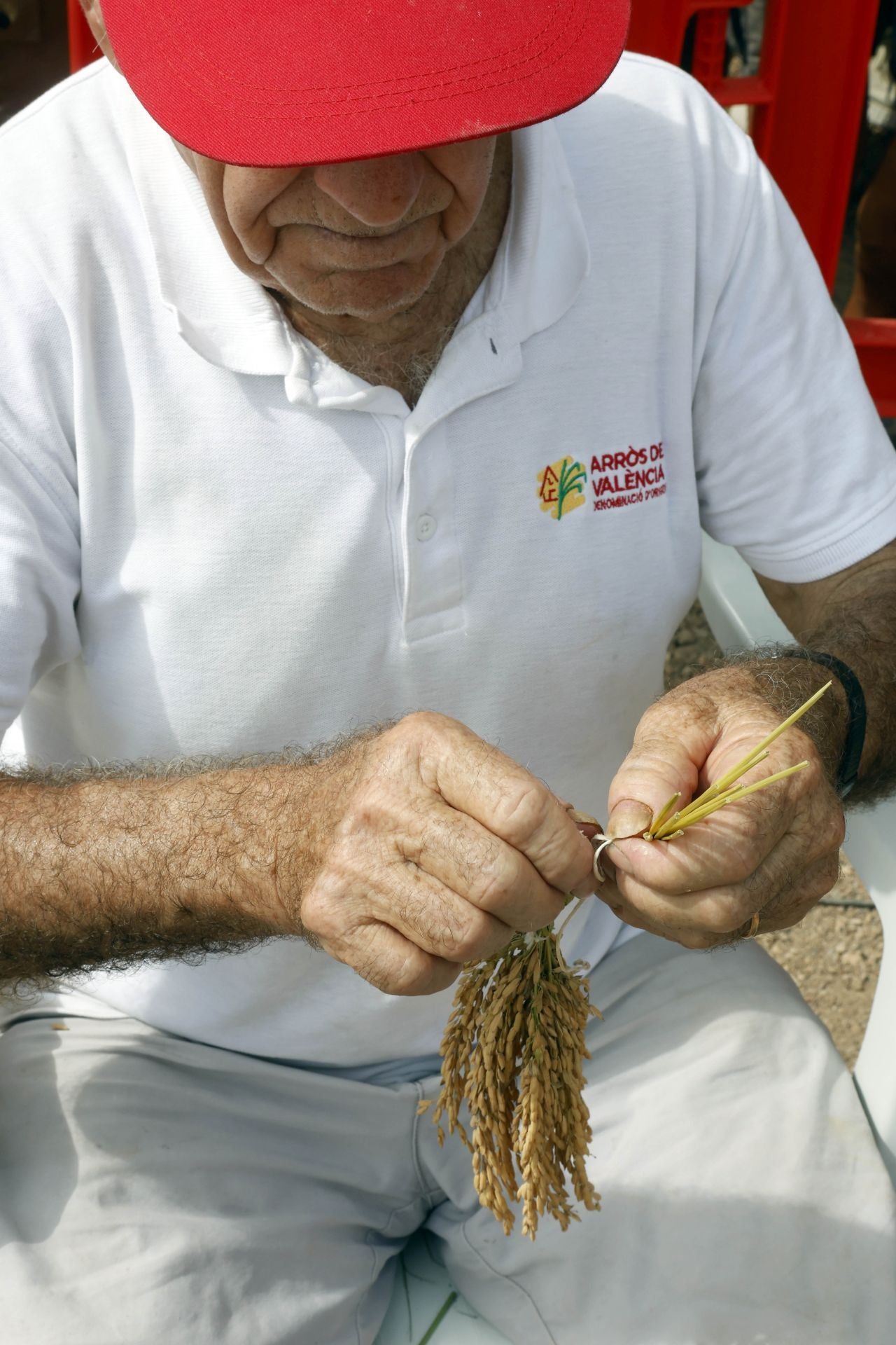 FOTOS | Catarroja celebra la fiesta de la siega del arroz 2025