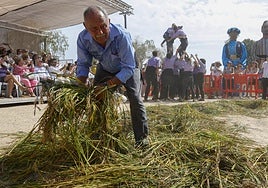 FOTOS | Catarroja celebra la fiesta de la siega del arroz 2025
