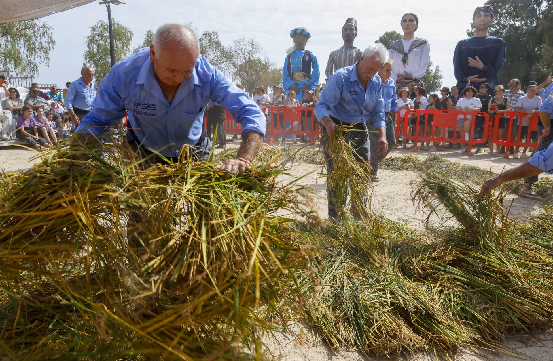 FOTOS | Catarroja celebra la fiesta de la siega del arroz 2025