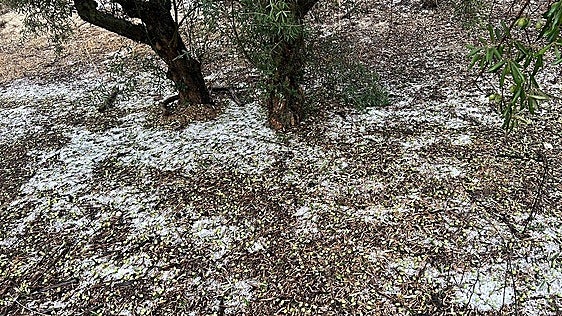 Las olivas en plena maduración en el suelo tras la granizada de este domingo.