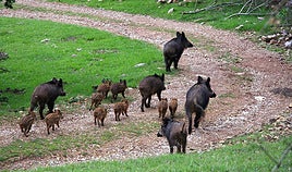 Imagen de archivo de un grupo de jabalíes.