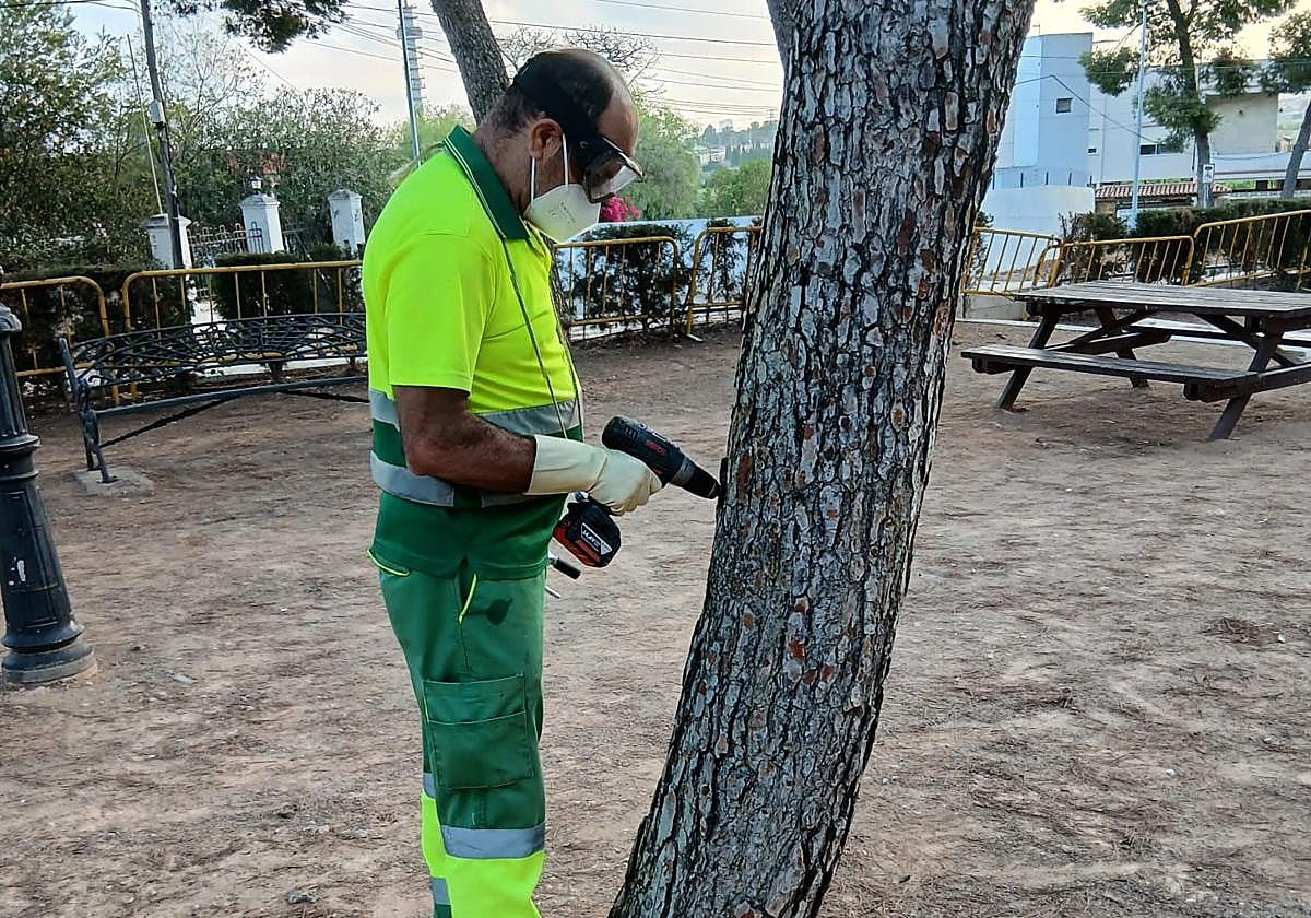 Un técnico realiza la técnica de la endoterapia en un árbol en Albal.