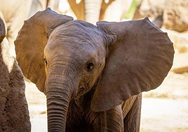 Gana dos entradas para disfrutar de un día en BIOPARC Valencia