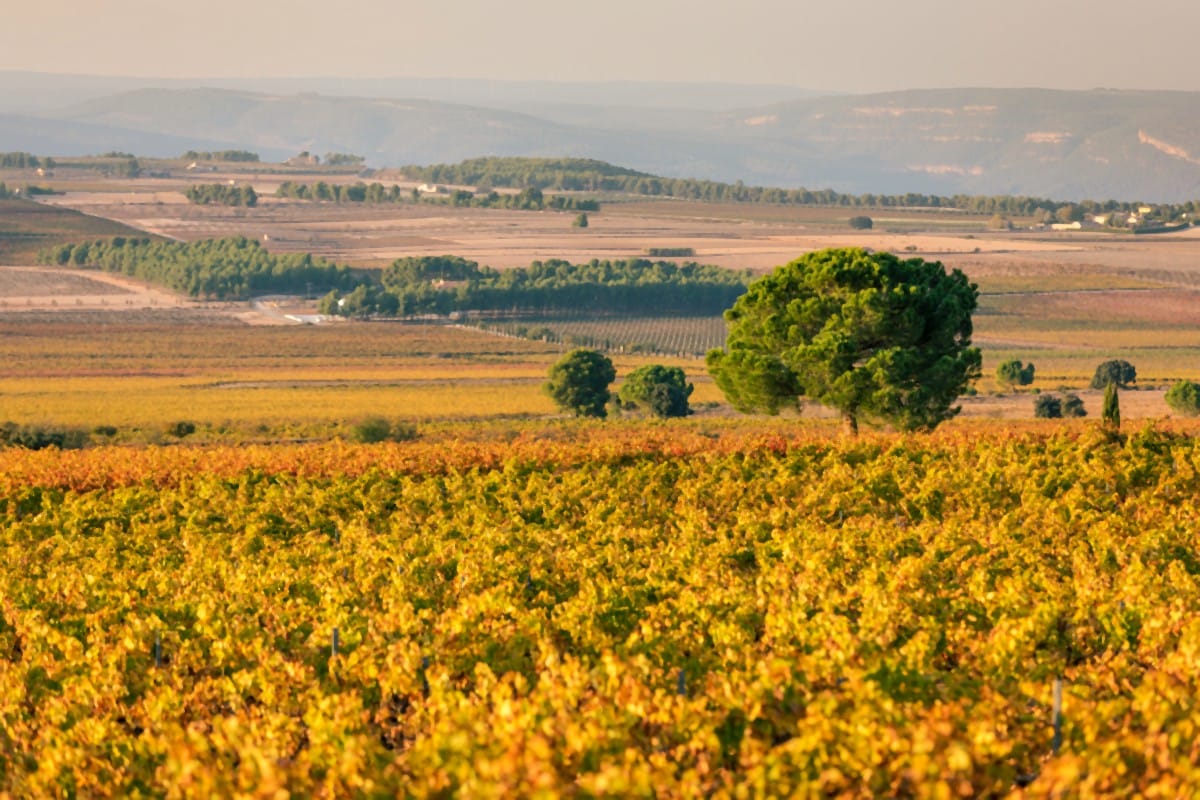 Viñedos en Fontanars dels Alforins.