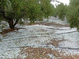 Olivar afectado por el granizo.