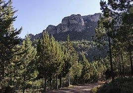 La vegetación guía los pasos del visitante a Altís.