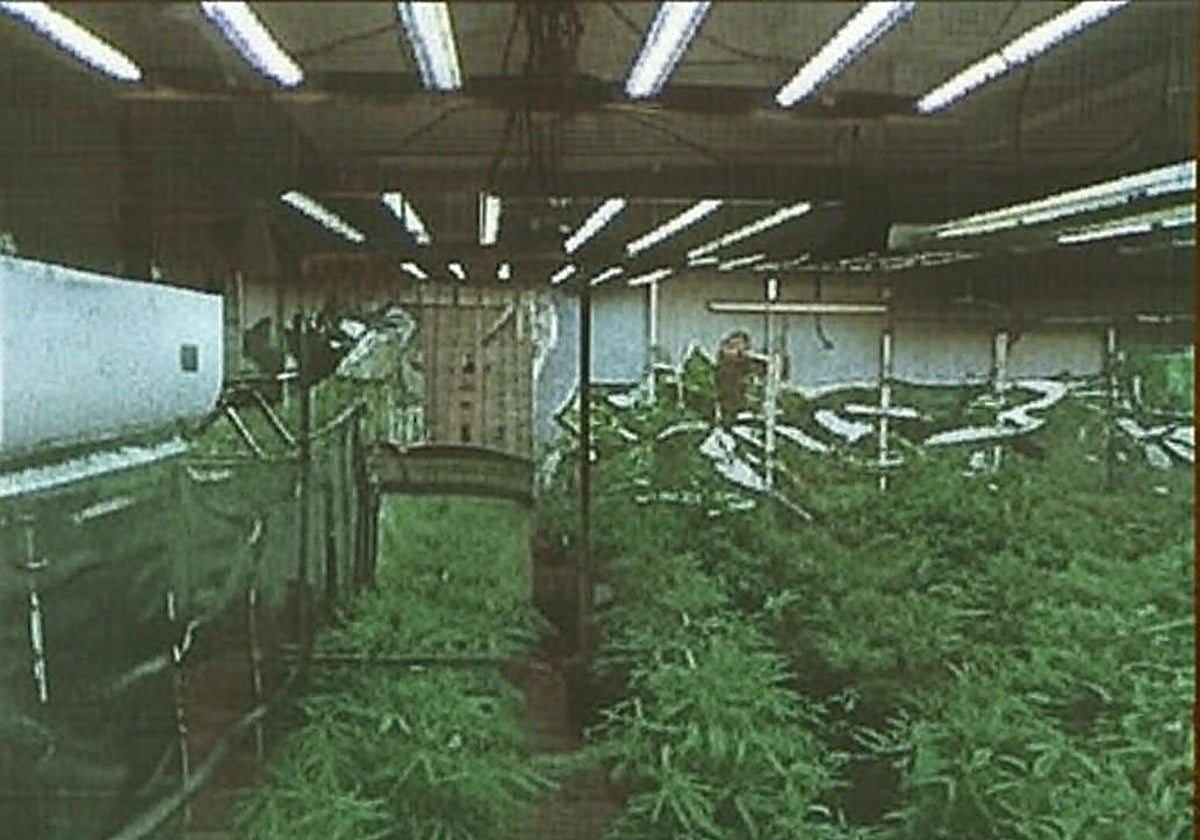 Una plantación de marihuana descubierta por la policía.