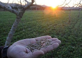 El pistachero es un árbol de hoja caduca, propio de climas templados y secos.