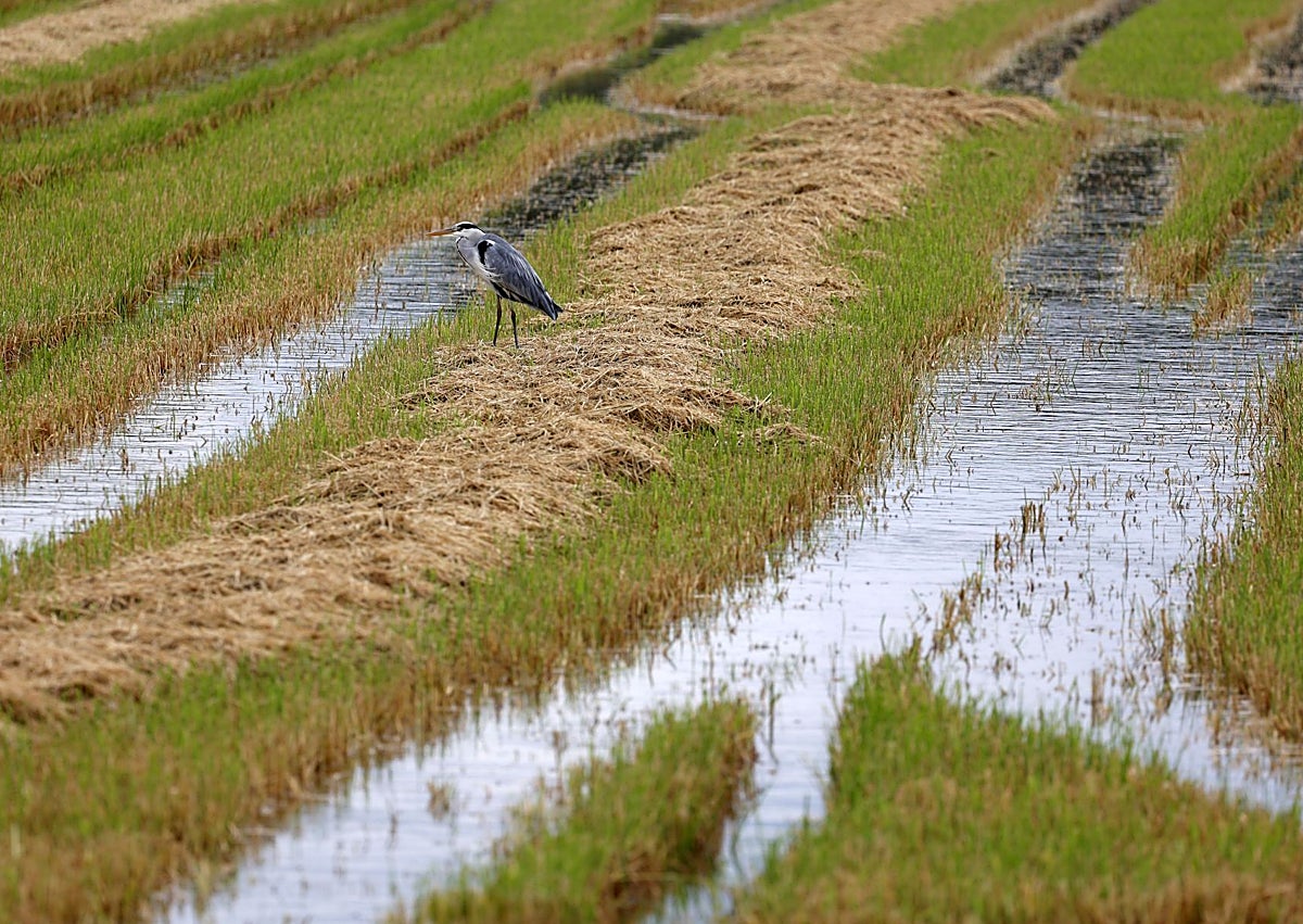 Imagen secundaria 1 - Campos de arroz, con agua de lluvia estancada.