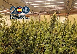 Imagen de una de las plantaciones