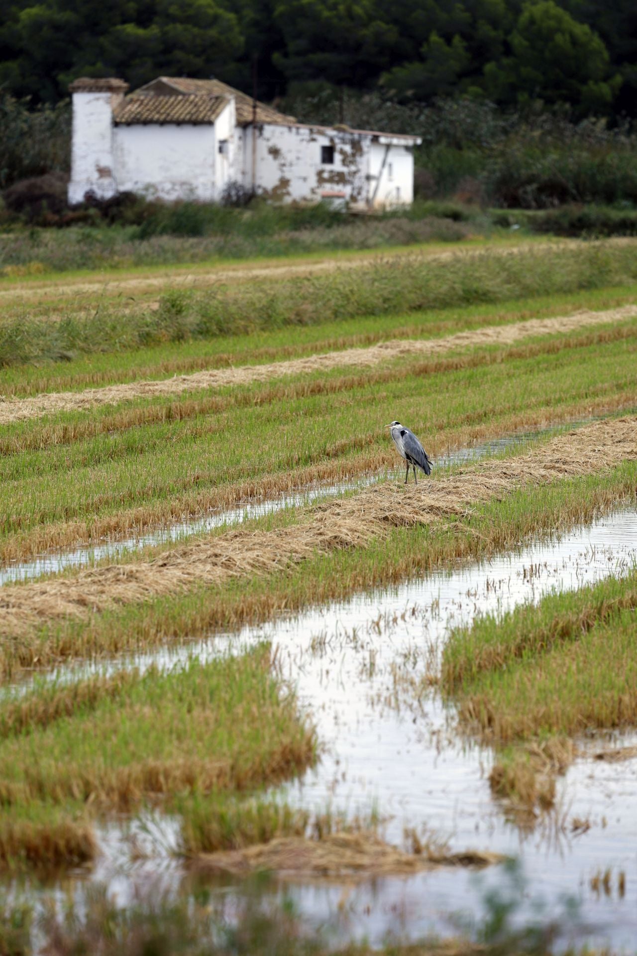 Aumenta el nivel de agua en La Albufera y campos de arroz anegados tras las lluvias
