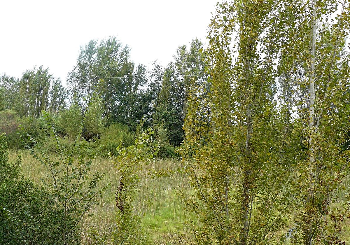 Ullal del río Verd.