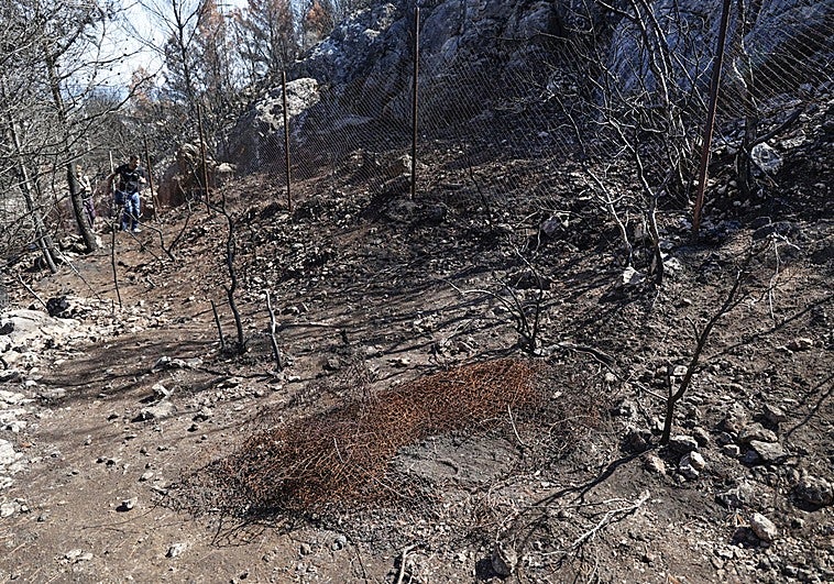 Lugar en el que fueron encontrados los restos mortales de Beatriz Guijarro en la montaña de la Creu de Oliva.