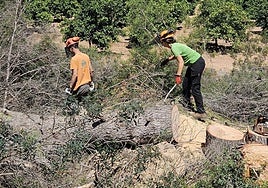 Eliminación de arbolado para abrir nuevos caminos.