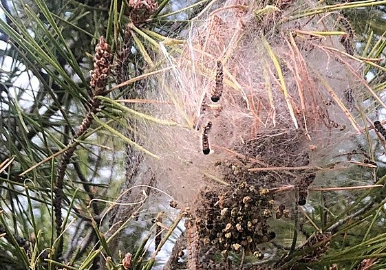 Procesionaria en un pino.